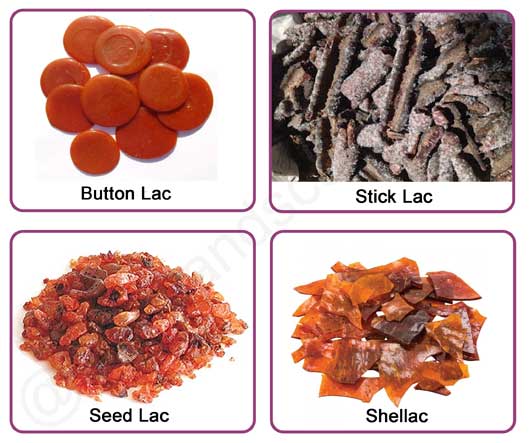 types of lac, button lac, stick lac, seed lac, dust lac, shellac, laccifera lacca, commercial production of lac